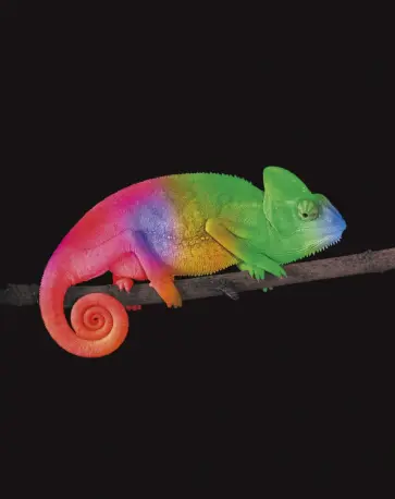 Евротетрадь Хамелеон, А5+, 96 листов, клетка обложка книги