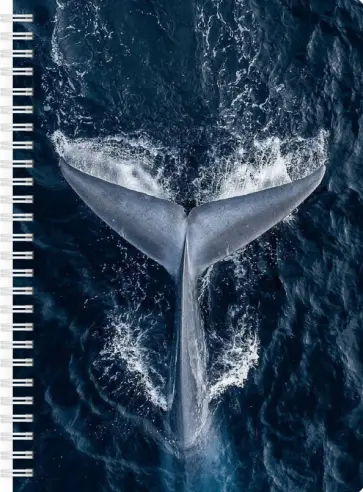 Блокнот Кит, А5, 83 листа, точка обложка книги