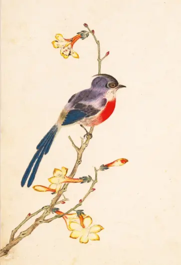 Птицы, насекомые и цветы. Синяя птичка, 18 листов обложка книги