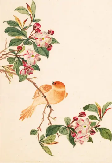 Птицы, насекомые и цветы. Яблоня, 18 листов обложка книги