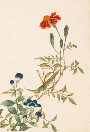 Птицы, насекомые и цветы. Кузнечик, 18 листов обложка книги