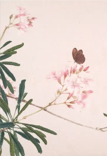 Насекомые и цветы. Мотылек, 18 листов обложка книги