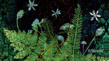 Планинг карманный недатированный Тайны леса, 64 листа обложка книги