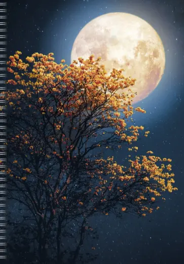 Тетрадь для конспектов Лунная ночь, 60 листов, А4, клетка обложка книги