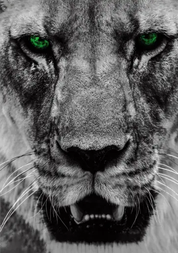 Ежедневник недатированный Царь зверей, А5, 128 листов обложка книги