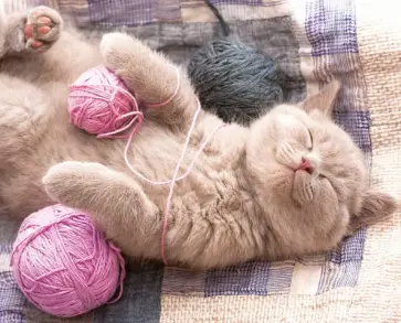 Мозаика алмазная Котенок с клубком обложка книги