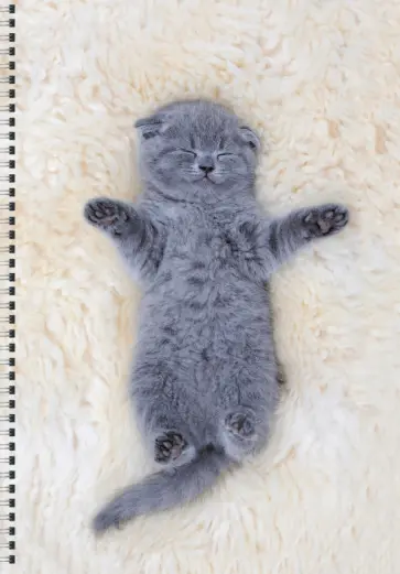 Тетрадь для конспектов Котенок, А4, 60 листов, линия обложка книги